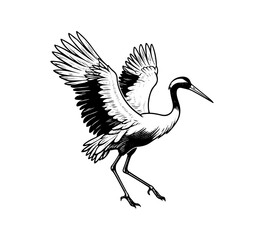 Japanese Crane Bird hand drawn vector illustration