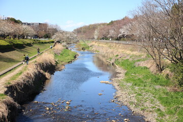 春の小川。世田谷を流れる野川の風景。桜並木の遊歩道。