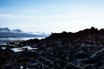 Seagulls posing on rock and flying over Beagle Channel with mountain range in the background. Ushuaia
