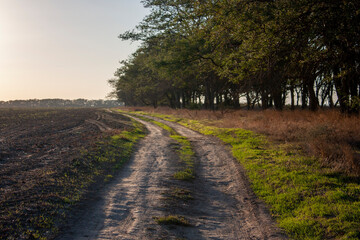 The dirt road goes off into the distance. Road between field and forest. The sun illuminates a country road in a field. Green trees grow along the road.