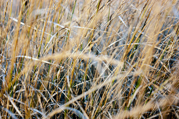 Fototapeta premium Fragment of grass in a meadow. Close-up view of grass. The grass in the meadow is illuminated by the sun, side view.