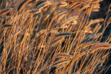 Fototapeta premium Dried flowers in the rays of sunset. Dry herbs in the meadow at sunset. Evening field in the countryside. Sunset over the field and the silhouette of the grass.