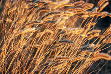 Fototapeta premium Dried flowers in the rays of sunset. Dry herbs in the meadow at sunset. Evening field in the countryside. Sunset over the field and the silhouette of the grass.