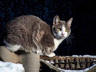 A grey cat sits on a fence illuminated by the sun