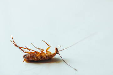 cockroach on white background
