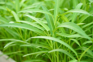 fullframe of freshness Morning Glory or Water Spinach in sunlight. Organic food and vegetables gardening or city farming concept. beauty nature background.