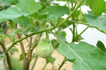 selective focus on freshness green brinjal (round eggplant) in sunlight. Organic food and vegetables gardening or city farming concept. beauty nature background.