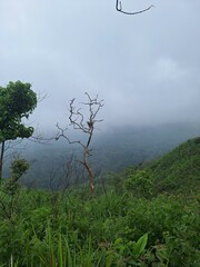 Obraz premium tree in the fog