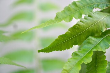 focus on part of green leaves, Edible Fern in sunlight. homegrown or urban farming. organic food or eating healthy. nature background or wallpaper.
