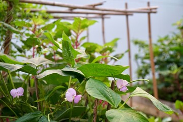 Fototapeta premium Soft purple flower and young green long bean bush in the morning light. Fresh homegrown, organic vegetables, green food. Plant plot in urban farming. Nature background with copy space.