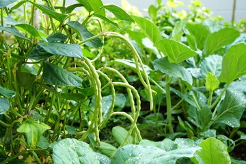 green long bean bush and chinese kale in garden. Fresh homegrown, organic vegetables, green food....