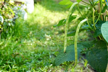 Selective focus of green long bean bush in garden. Fresh homegrown, organic vegetables, green food. Plant plot in urban farming. Nature background with copy space.
