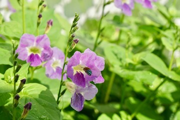 Obraz premium Focus on Blue banded bee flying to Chinese violet, veggies homegrown or organic vegetables plant plot in morning light. Urban farming and city farm concept. insect life and nature background.