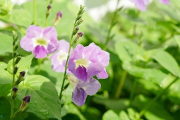 Focus on Chinese violet, homegrown or organic vegetables on the plant plot in morning light. Urban farming and city farm concept. dramatic and vintage color. Natural background with copy space.