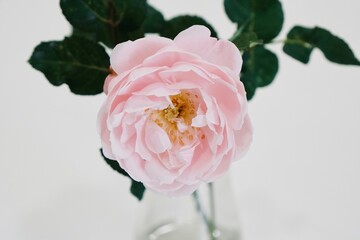 Pink rose in glass vase on white background. Dramatic and vintage color. Flower and Nature wallpaper.