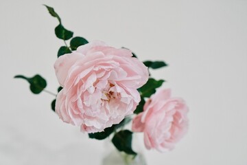 Selective focus on pink rose in glass vase on white background. Dramatic and vintage color. Flower and Nature wallpaper.