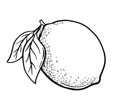 recommend clip art: Hand drawn etching lemon with leaves. Fruit in sketch style, whole fresh citrus. Vector black and white drawing isolated