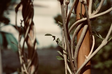 Vines of Butterfly pea climbing on wood pole in the morning light with dramatic and vintage color. Natural background.