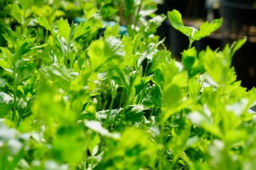 Fototapeta na wymiar Full frame of green Thai celery tree in the morning light. Fresh homegrown, organic vegetables, green food. Plant plot in urban farming. nature background.