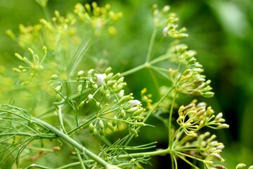 Mealybug on dill flower in morning light. Fresh homegrown, organic vegetables, green food. Plant plot in urban farming. Disease and insect of vegetable. nature background.