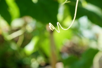 Focus on green circle, curl, spiral, tendril or climber of plant in the morning light and green...