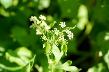 Buch of flower celery in the morning light. Fresh homegrown, organic vegetables, green food. Plant plot in urban farming. Beautiful nature background or wallpaper.