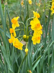 Yellow Daffodils in full bloom