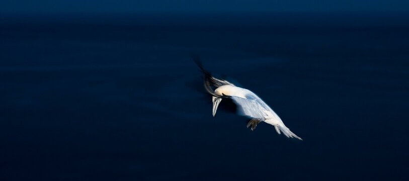 A gannet (Morus bassanus) (synonym: Sula bassana) in flight over the dark sea, late evening, wiping effect, motion blur, clear lines and strong colour contrasts, landing approach to the gannet colony
