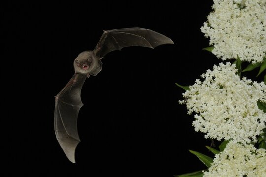Common bent-wing bat (Miniopterus schreibersii) flies past a flowering elder (Sambucus), Pleven, Bulgaria, Europe
