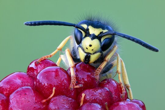 Wasp on blackberry