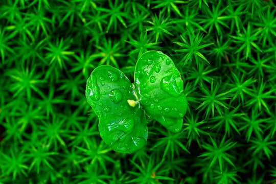 Seedling of copper beech (Fagus silvatica), natural regeneration, Lower Rhine, North Rhine-Westphalia, Germany, Europe