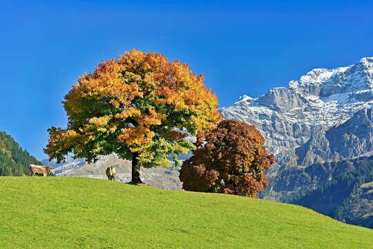 Cows standing in front of sycamore maple (Acer pseudo plantanus), in autumn colours in front of snow-covered mountains, Canton Uri, Switzerland, Europe