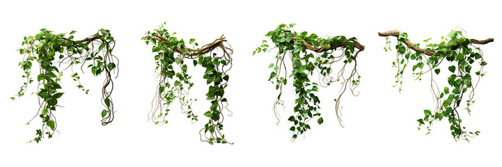 Set of a rainforest vine on a clean, on a Transparent Background