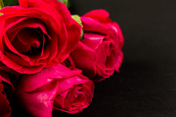 Three dark red roses opened out on dark. Gorgeous blooming red roses macro, copy space right