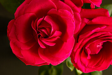 Two Dark red roses opened out on dark. Blooming red roses macro