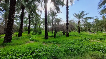 Fototapeta premium Date palm plantation in Southern California near Salton Sea on a sunny summer day