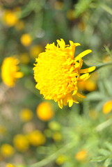Yellow dandelions bloom in the garden