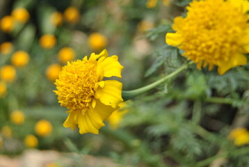 Yellow dandelions bloom in the garden