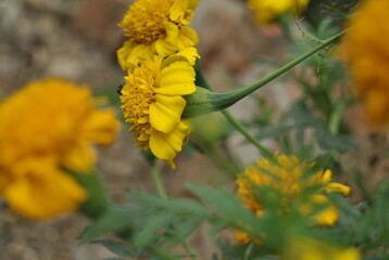 Yellow dandelions bloom in the garden