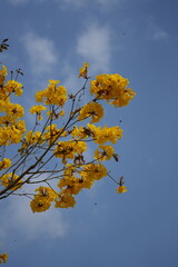 tabebuia chrysantha