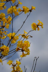 tabebuia chrysantha