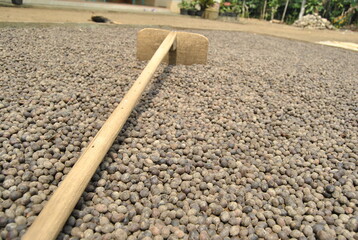 Coffee beans are being dried in the yard