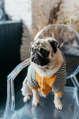 A pug dog in a photo studio