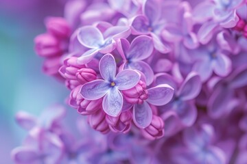 Obraz na płótnie Canvas Close-up of a beautiful blooming purple lilac.