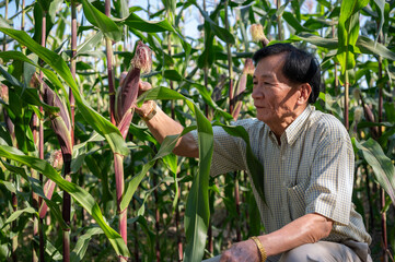An experienced Asian male farmer working in a corn field, checking the quality of the corn crops.