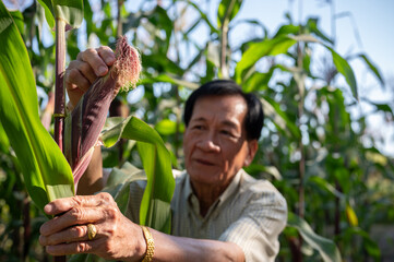 A farmer checking the quality of a corps before harvesting, working in a corn field.