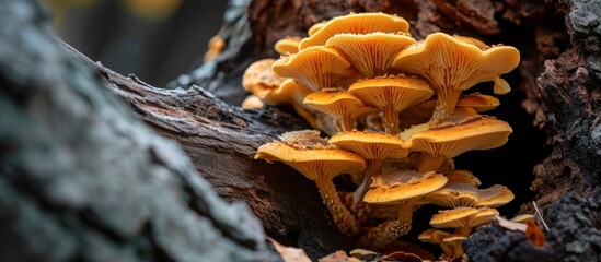 Detailed view of fungi within a tree trunk.
