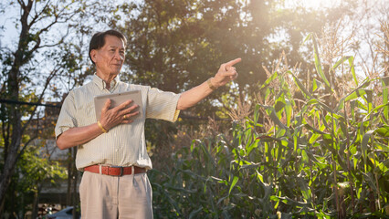 Senior Asian farmer or corn farm owner inspecting the corn crops in his corn field.