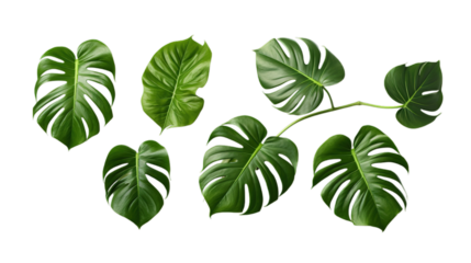 Monstera deliciosa isolated on transparent background, Generative ai.