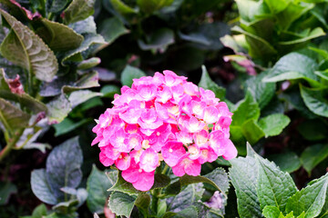 Selective focus of pink hydrangea flowers in bloom.